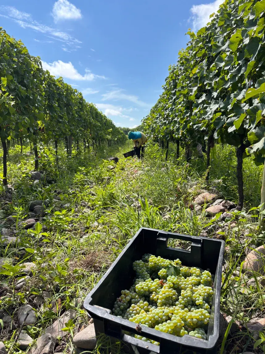 Cajón de uvas blancas recién cosechadas entre las hileras
