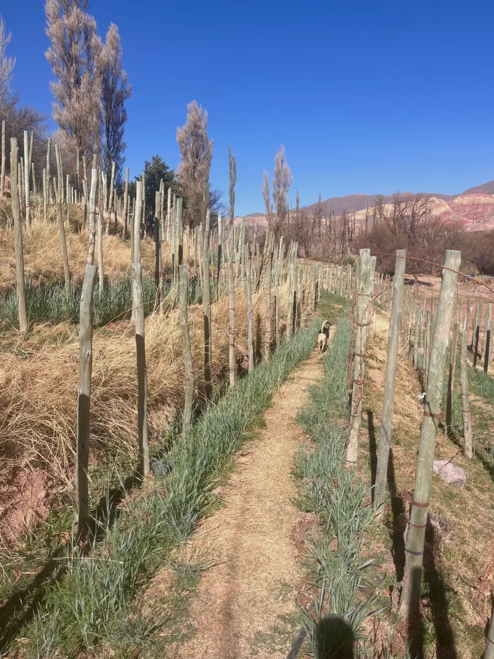 Viñedo de la Quebrada con los cerros de colores al fondo